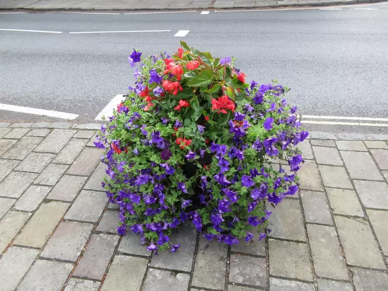 High Street Floral Display